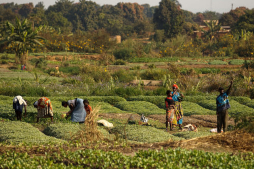 Paisaje agroecológico: campesinas, cultivos, árboles